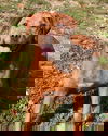 Ginger