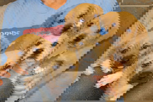 The P Litter