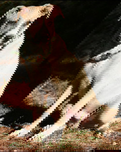 Thor
