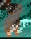 Lil Andy