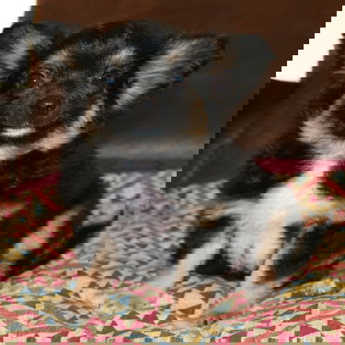 Gremlin