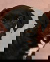 Reuben