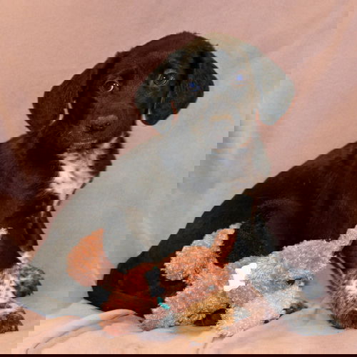 Rex