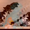 Rex