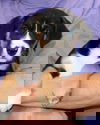 Guru