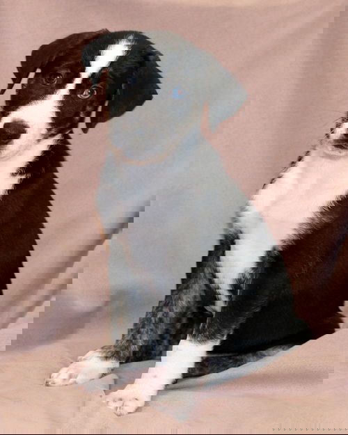Giget