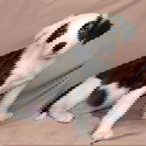 Hoover