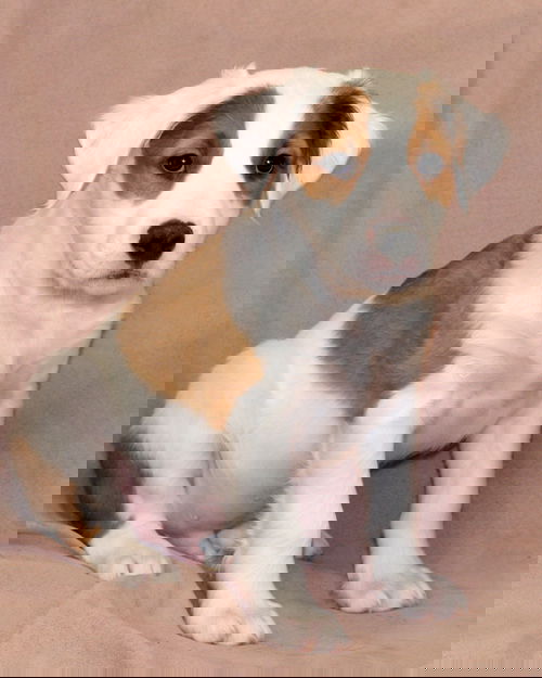 Hoot