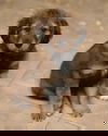 Remi