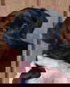 Gidgy