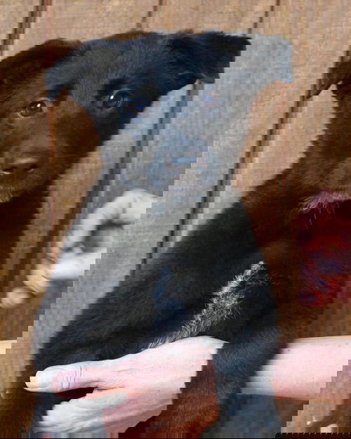 Hartley