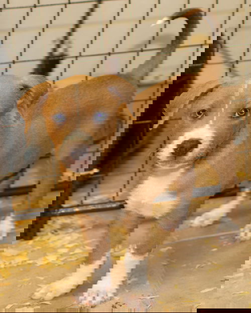 Zonkers