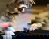 Zonkers