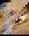 Zonkers