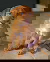 Zoe