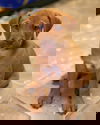 Zoe