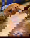 Zoe