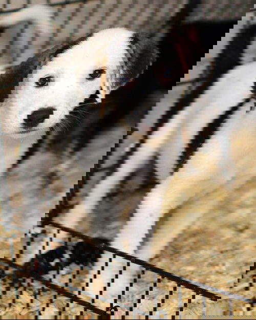 Nougat
