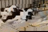 Nougat