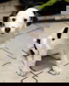 Nougat