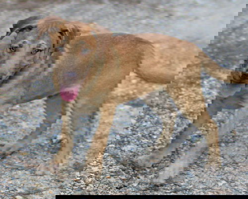Rigby