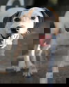Daphne