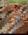 Woobie