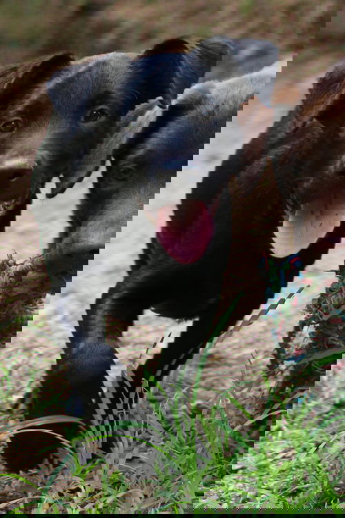 Hogan