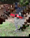 Hogan