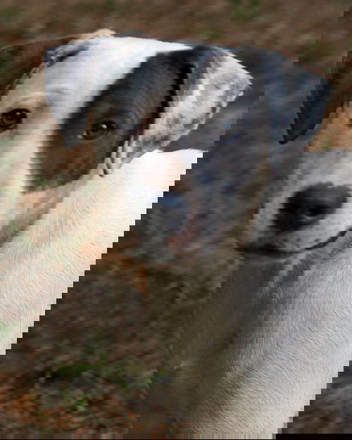 Gus