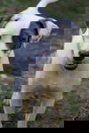 Gus