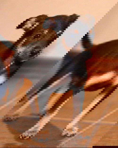 Nitro