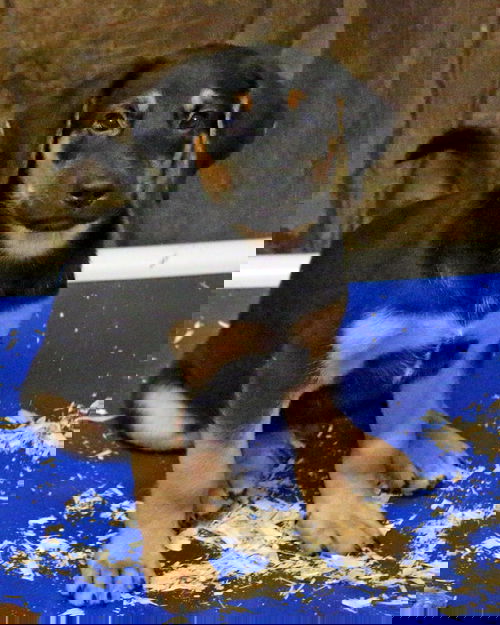 Maverick