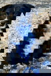 Anji