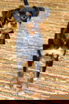 Chelsy