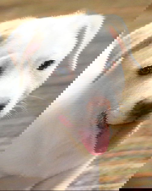 Ezie