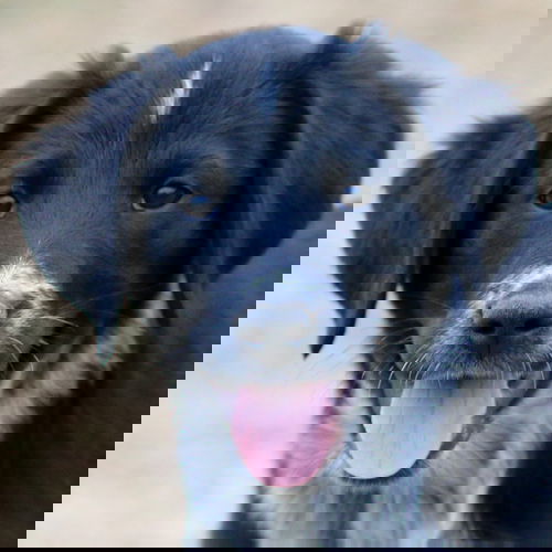Norbert