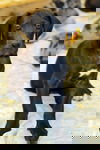 Winsome
