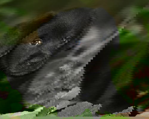 Belladonna