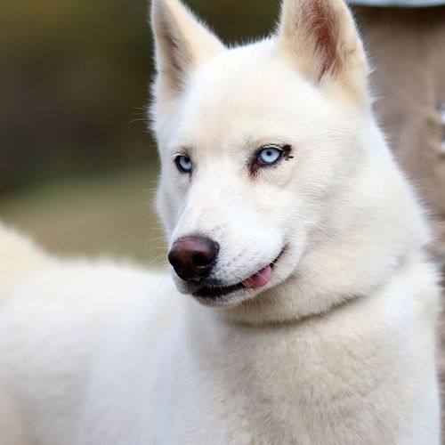 Meeko