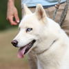 Meeko