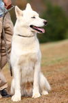Meeko