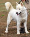 Meeko
