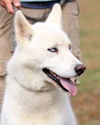 Meeko