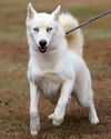 Meeko