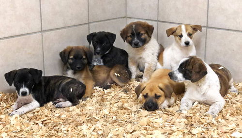 Heads up on The T Litter