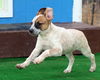 Winifred