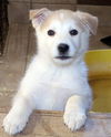 Arlo