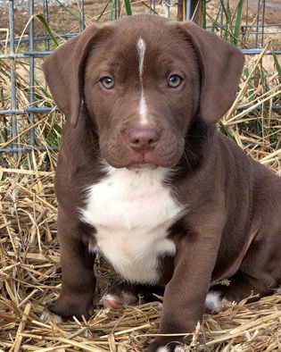 Romeo
