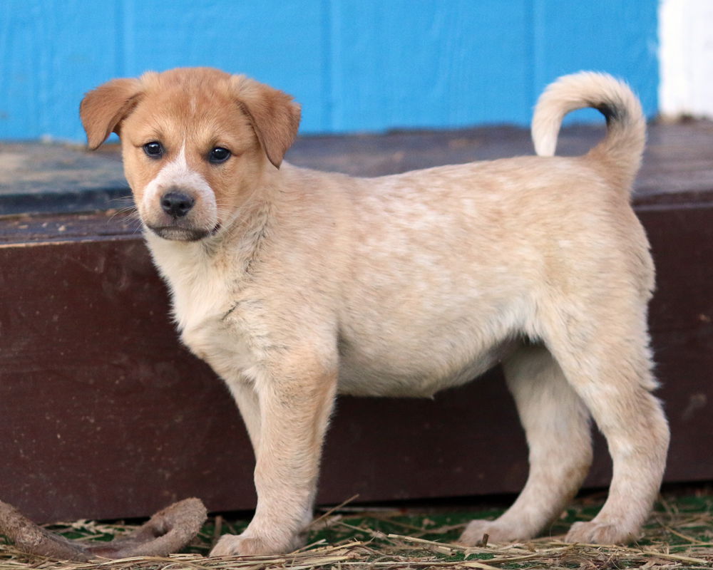 blue heeler lab mix for adoption